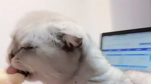 铲屎官吃瓜视频下载,下载背后的趣味与争议 第2张 铲屎官吃瓜视频下载,下载背后的趣味与争议 第2张