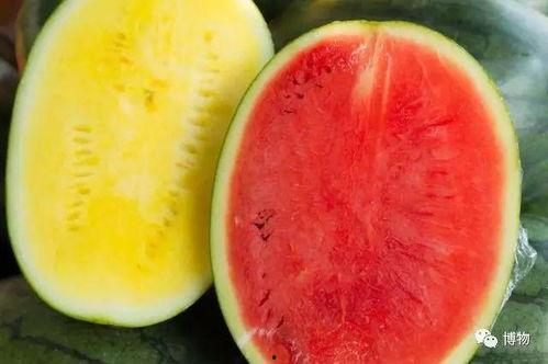 吃高端瓜的视频,揭秘视频中的奢华美食之旅  第3张