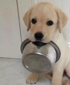 吃瓜拉布拉多背锅视频大全,笑料横生！吃瓜拉布拉多背锅视频大盘点