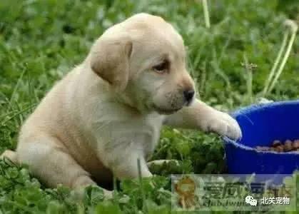 吃瓜拉布拉多背锅视频大全,笑料横生！吃瓜拉布拉多背锅视频大盘点  第3张