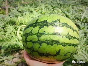 襄阳今日吃瓜新闻视频 第2张 襄阳今日吃瓜新闻视频 第2张