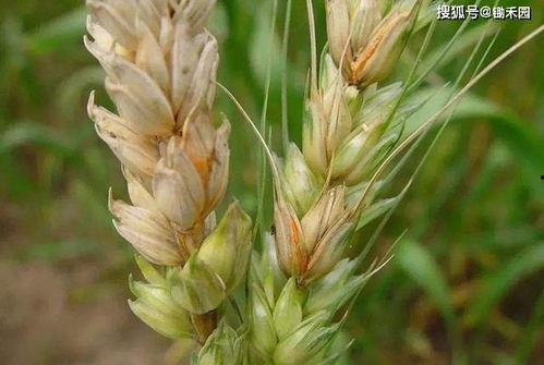 吃小麦瓜会发病吗视频,小麦瓜引发疾病风险揭秘  第2张