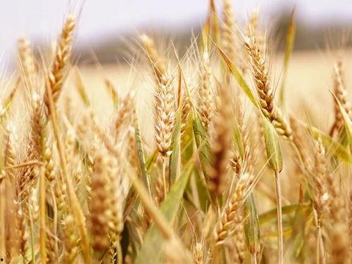 吃小麦瓜会发病吗视频,小麦瓜引发疾病风险揭秘  第3张