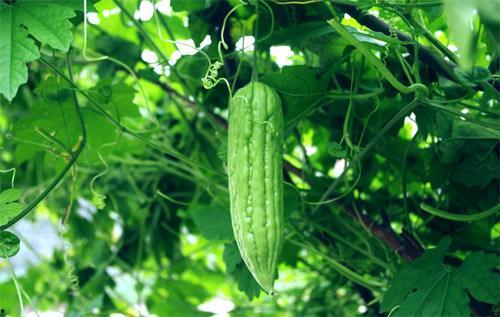 吃瓜视频怎样清屏,吃瓜视频清屏大法！  第3张