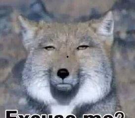 海狸和傻脸娜吃瓜视频,揭秘娱乐圈吃瓜大事件