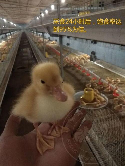 雏鸭可以吃生瓜吗视频,营养还是风险？