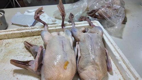 雏鸭可以吃生瓜吗视频,营养还是风险? 第3张 雏鸭可以吃生瓜吗视频,营养还是风险? 第3张