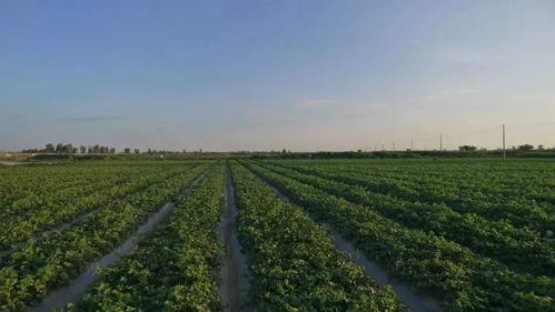 甘肃民勤吃瓜视频,甘肃民勤吃瓜视频展现田园风情