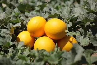 甘肃民勤吃瓜视频,甘肃民勤吃瓜视频展现田园风情 第2张 甘肃民勤吃瓜视频,甘肃民勤吃瓜视频展现田园风情 第2张