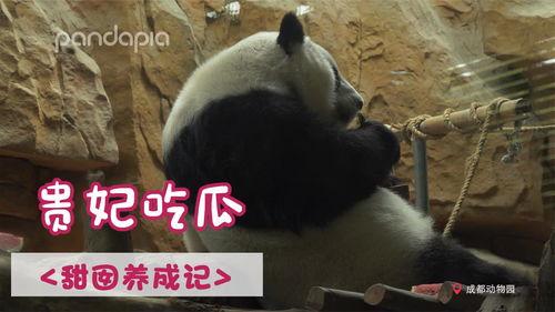 吃瓜贵妃视频,揭秘吃瓜贵妃的幕后故事 第2张 吃瓜贵妃视频,揭秘吃瓜贵妃的幕后故事 第2张