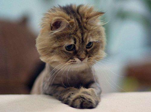 小猫吃板栗瓜好吗视频讲解,营养与注意事项揭秘