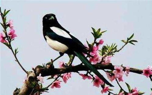 喜鹊围观吃瓜视频,揭秘动物界的“八卦风云”  第2张