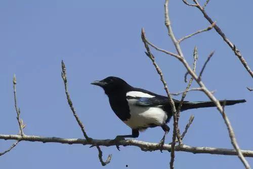 喜鹊围观吃瓜视频,揭秘动物界的“八卦风云”  第3张