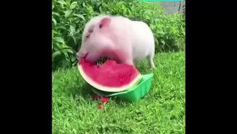 西瓜视频吃瓜猪娱乐,西瓜视频热门搞笑内容盘点  第3张