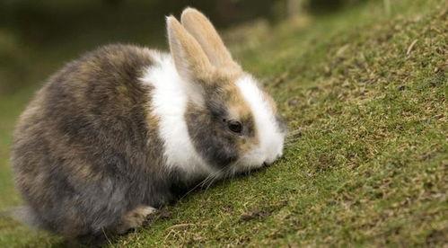 白瓜能给兔子吃嘛视频教程,白瓜适宜兔子的营养食谱与喂食指南  第2张