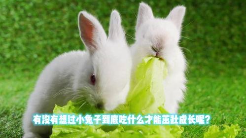 白瓜能给兔子吃嘛视频教程,白瓜适宜兔子的营养食谱与喂食指南  第3张