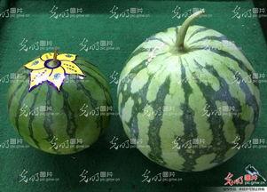 江西九江吃瓜视频 第3张 江西九江吃瓜视频 第3张