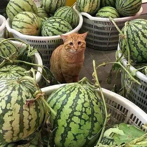 在网上卖吃瓜视频违法吗 第3张 在网上卖吃瓜视频违法吗 第3张