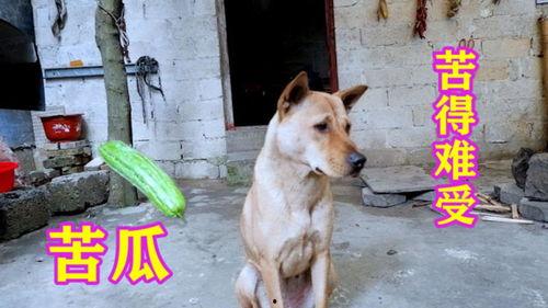 二狗的吃瓜视频大全,揭秘娱乐圈幕后故事  第3张