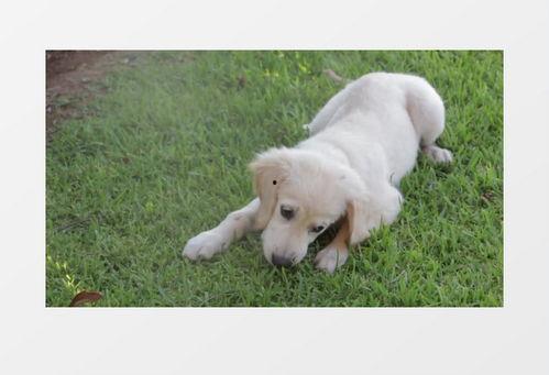 小狗吃瓜素材视频下载  第2张