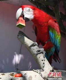 瓜被鸟吃的视频  第2张