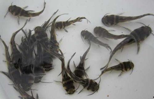 吃瓜小虫子视频,一场视觉盛宴