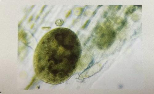 吃瓜小虫子视频,一场视觉盛宴  第2张