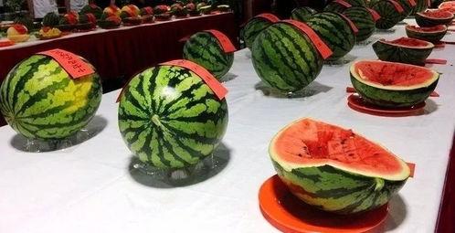 在西瓜节吃瓜视频,吃瓜视频里的甜蜜瞬间 第3张 在西瓜节吃瓜视频,吃瓜视频里的甜蜜瞬间 第3张