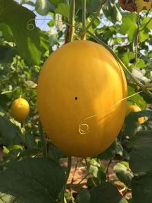 吃冰糖蜜瓜的视频大全集  第2张