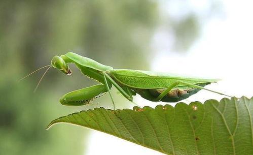 螳螂会吃秋瓜吗图片视频,自然界的餐桌奇观 第3张 螳螂会吃秋瓜吗图片视频,自然界的餐桌奇观 第3张