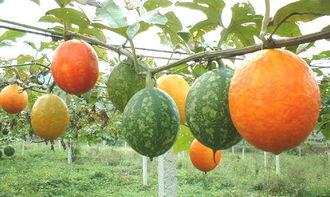 外国小哥吃吊瓜图片视频,趣味横生的异国美食体验 第2张 外国小哥吃吊瓜图片视频,趣味横生的异国美食体验 第2张