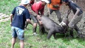 猪吃蜜瓜视频在线观看,蜜瓜盛宴现场直播