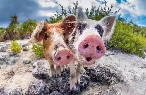 三个猪鼓励的吃瓜视频,三猪共赏欢乐时光