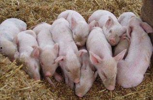 三个猪鼓励的吃瓜视频,三猪共赏欢乐时光 第2张 三个猪鼓励的吃瓜视频,三猪共赏欢乐时光 第2张