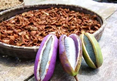 燕子吃八月瓜视频,自然界的奇妙一幕 第2张 燕子吃八月瓜视频,自然界的奇妙一幕 第2张