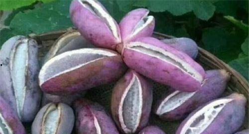 燕子吃八月瓜视频,自然界的奇妙一幕 第3张 燕子吃八月瓜视频,自然界的奇妙一幕 第3张