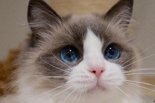 布偶猫吃哈密瓜好吗视频,美味还是禁忌？