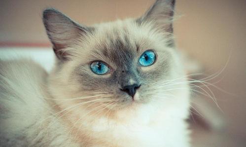 布偶猫吃哈密瓜好吗视频,美味还是禁忌? 第3张 布偶猫吃哈密瓜好吗视频,美味还是禁忌? 第3张