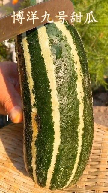 没熟的瓜怎么腌制吃的视频,如何腌制未熟瓜的美味秘诀