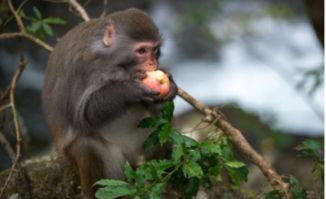 猴子吃葫芦瓜视频大全,猴子吃葫芦瓜视频大全欢乐集锦 第3张 猴子吃葫芦瓜视频大全,猴子吃葫芦瓜视频大全欢乐集锦 第3张