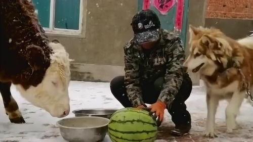 牛吃老瓜的视频大全集在线观看,经典视频大全集在线观看攻略  第3张