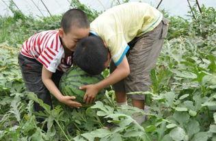 饶平趣味吃瓜事件视频,一场引发网友热议的乡村奇观  第2张