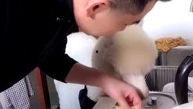 小羊驼吃瓜的视频,萌态十足引网友爆笑