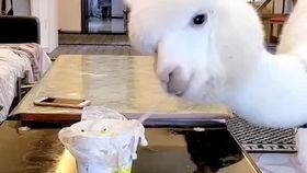 小羊驼吃瓜的视频,萌态十足引网友爆笑 第2张 小羊驼吃瓜的视频,萌态十足引网友爆笑 第2张