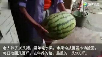 怎么样能看到吃瓜视频呢,如何轻松观看热门吃瓜视频  第2张
