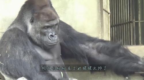 女人吃瓜像猩猩原视频,趣味视频引发网友热议  第3张