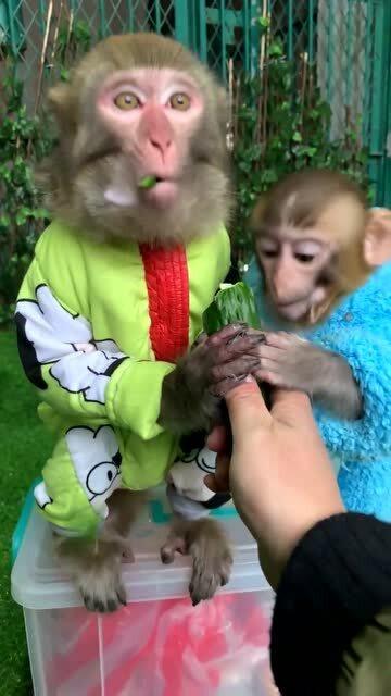 小猴子吃瓜视频,欢乐无限，带你领略夏日清凉时光