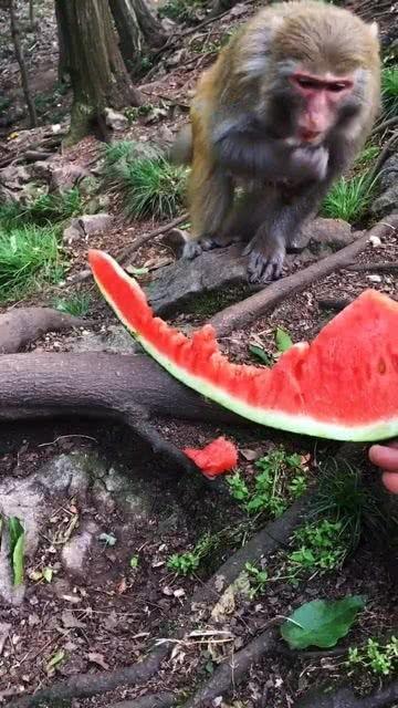 小猴子吃瓜视频,欢乐无限,带你领略夏日清凉时光 第2张 小猴子吃瓜视频,欢乐无限,带你领略夏日清凉时光 第2张