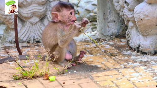 小猴子吃瓜视频,欢乐无限,带你领略夏日清凉时光 第3张 小猴子吃瓜视频,欢乐无限,带你领略夏日清凉时光 第3张