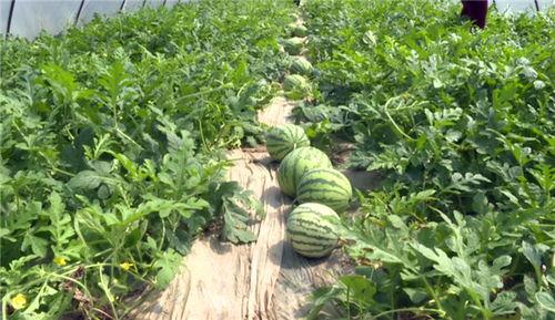 凉山吃瓜爆料视频最新版,揭秘背后惊人真相  第3张